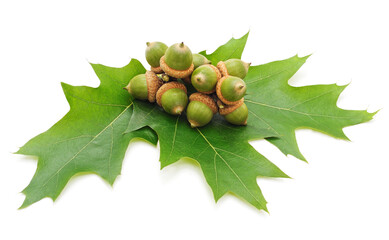 Green acorns with leaves.