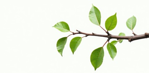Obraz premium White background with isolated branch and leaf, texture, background