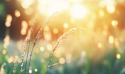 Fototapeta premium Dewy grass sunset field nature background
