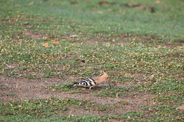 An eurasian hoopoe is seen foraging during morning hours in a semi dry scrub area