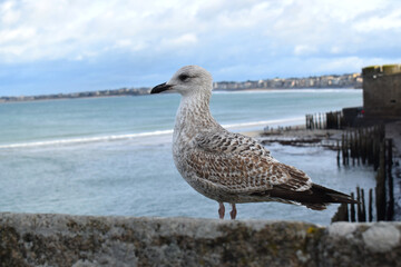 A seagull perched on the historic fortified walls of Saint Malo, France, overlooking the sea and the rugged coastline.