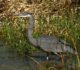 Great Blue Heron