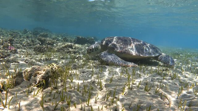 Green sea turtle (Chelonia mydas) grazing on seagrass at shallow water of Red Sea. 4K stock video footage