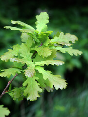 Oak branch with leaves