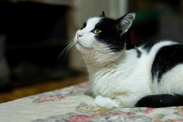 cats at a shelter for stray cats in Cheboksary