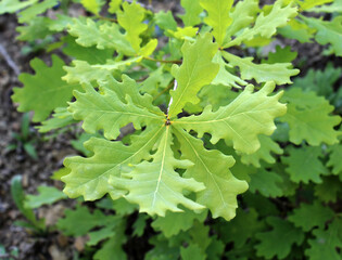 Oak branch with leaves