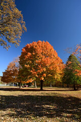 Fall Foliage