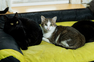 cats at a shelter for stray cats in Cheboksary
