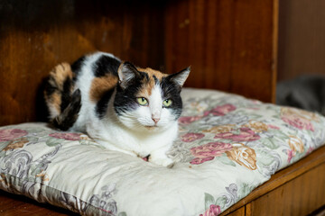 cats at a shelter for stray cats in Cheboksary