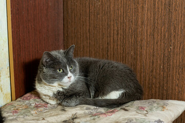 cats at a shelter for stray cats in Cheboksary