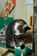 cats at a shelter for stray cats in Cheboksary