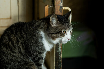 cats at a shelter for stray cats in Cheboksary