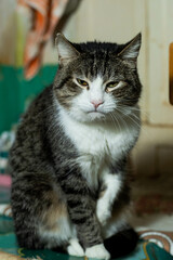 cats at a shelter for stray cats in Cheboksary