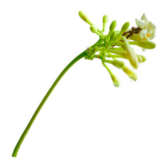 Obraz premium Close-Up of Young Papaya Blossoms Isolated on White