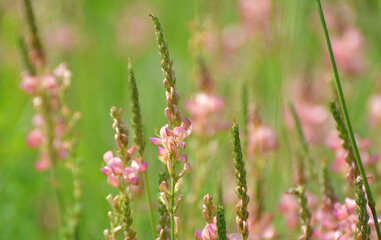 In the meadow among the herbs blooms sainfoin (onobrychis).