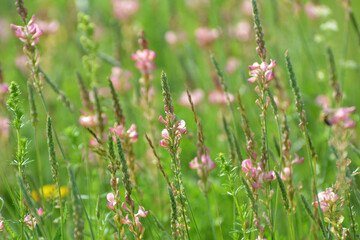 In the meadow among the herbs blooms sainfoin (onobrychis).