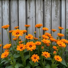 Vibrant Orange Flowers in Full Bloom with Copy Space Against a Rustic Wooden Fence