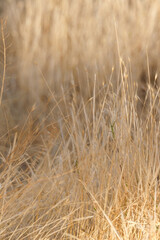 dry grass background 
