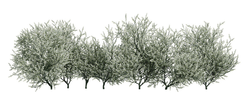 3d render of blackthorn bush, isolated over transparent background, PNG cut-out