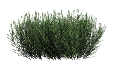 3d render of willow bush,isolated over transparent background, PNG cut-out