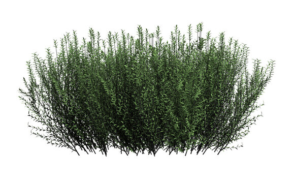 3d render of willow bush,isolated over transparent background, PNG cut-out