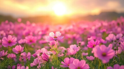Fototapeta premium Pink cosmos field sunset landscape, peaceful nature scene, idyllic background for wellbeing