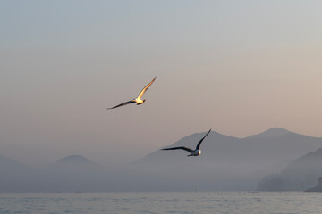 flying seagull with fog on the sea in the morning