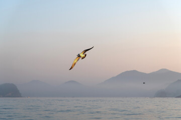 flying seagull with fog on the sea in the morning