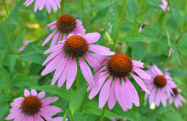 Bloom in nature echinacea purpurea