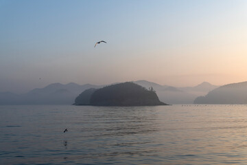 flying seagull with fog on the sea in the morning