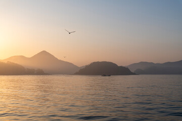 flying seagull with fog on the sea in the morning