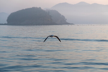 flying seagull with fog on the sea in the morning