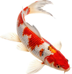 Fototapeta premium Graceful Koi in Motion