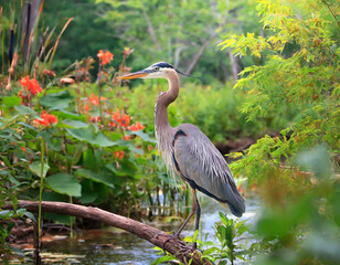 Fototapeta premium Great Blue Heron in the habitat 