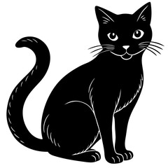 black and white cat