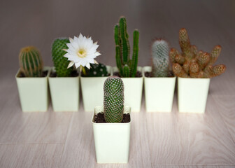 different cacti in pots