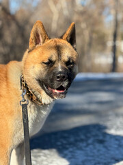 American Akita dog portrait with mouth slightly open.