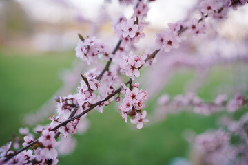  blossom branch of cherry