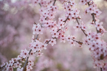 pink sakura flowers close up
