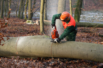 Holzfäller mit Motorsäge  bei der Arbeit
