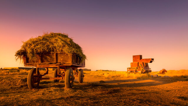 Wheat Farm and Harvesting Tools Traditional Threshing Rural Agriculture Persian Countryside Sunset  IRAN photo	