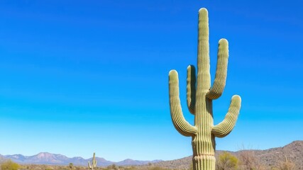 A majestic saguaro stands alone against a clear blue sky with gentle desert landscape in the background, vast desert, nature, isolated