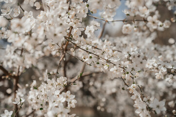 Cherry blossom
