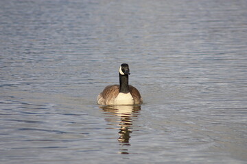 Obraz premium Goose in water