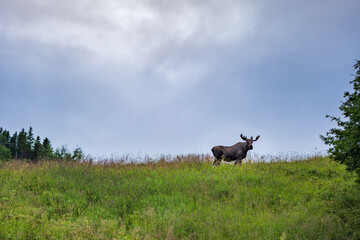 moose standing in meadow in Nordland, Norway, Scandinavia. Wild moose in forest in the countryside in Norway