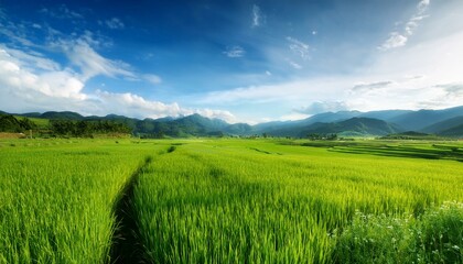 Fototapeta premium 春の田園風景 稲作の田んぼや野原が広がる風景。遠くに見える山々と空との間に広大な余白が確保され、自然な背景として利用可能。