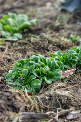Gemüse im Garten anbauen im Winter, Feldsalat
