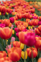 Tulips