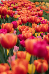 Tulips