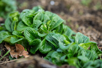 Gemüse im Garten anbauen im Winter, Feldsalat
